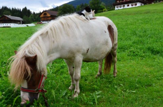 lutzerhof-taisten-welsberg-suedtirol (11)